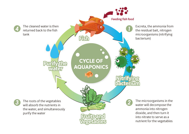 What is aquaponics: the cycle of aquaponics